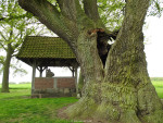 Kroezeboom met Landkruis Heilig Hartkapel